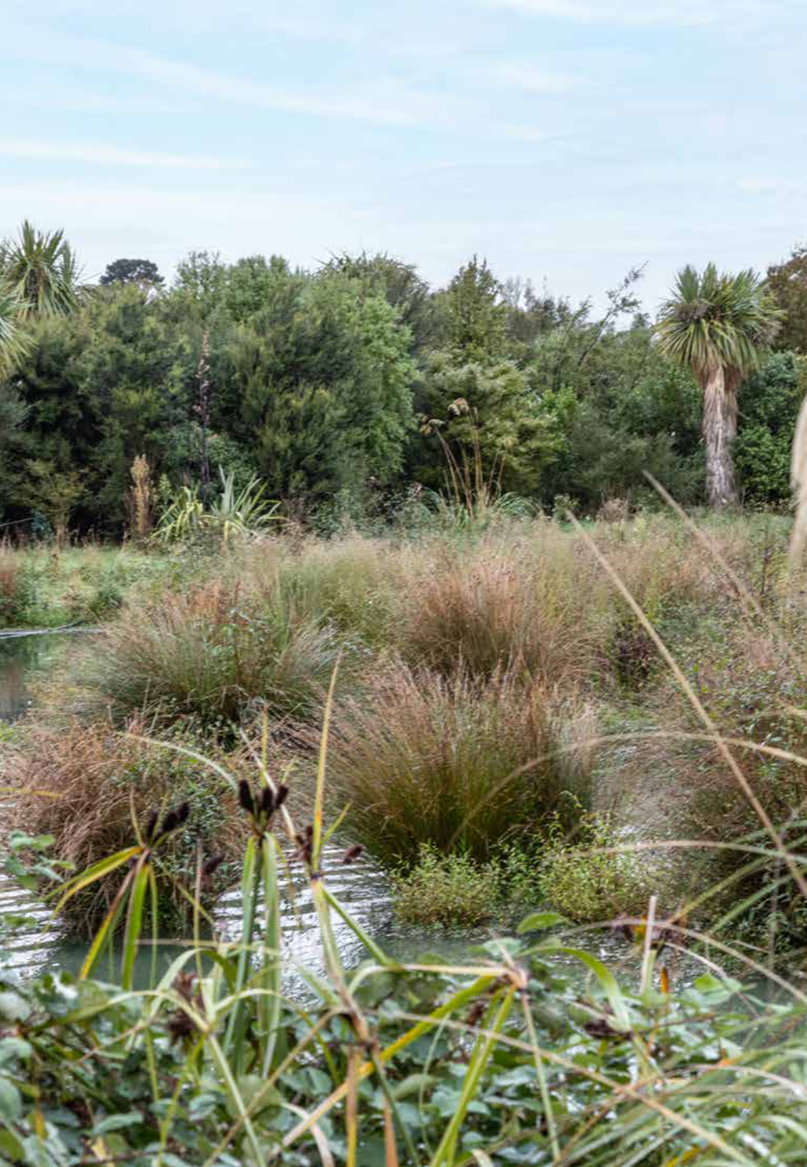 A river with plants and trees

AI-generated content may be incorrect.