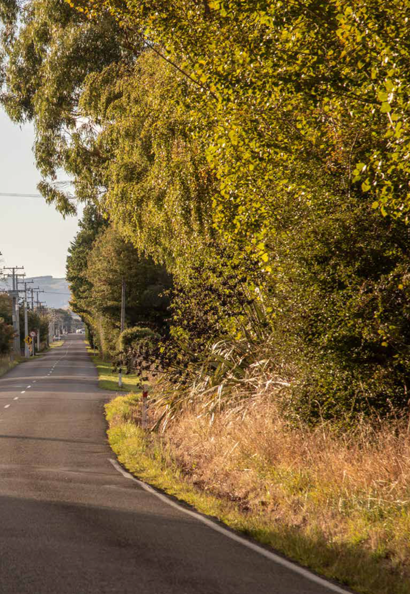 A road with trees and grass

AI-generated content may be incorrect.